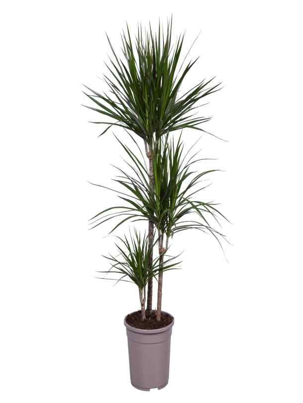 Fresh Flower Delivery in Dubai, UAE. Indoor & Outdoor Plants, Artificial Flowers, Plants & Trees, Succulent, Terrarium & Supplies, Gardening & Plantation, Moss wall, Green wall, Foliage Wall, Flowers for every occasion, Landscape Designing, Dry Flower, Coir Products, Plant Pots, Pets (Birds and Fishes) Aquarium, More..