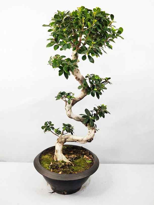 Fresh Flower Delivery in Dubai, UAE. Indoor & Outdoor Plants, Artificial Flowers, Plants & Trees, Succulent, Terrarium & Supplies, Gardening & Plantation, Moss wall, Green wall, Foliage Wall, Flowers for every occasion, Landscape Designing, Dry Flower, Coir Products, Plant Pots, Pets (Birds and Fishes) Aquarium, More..