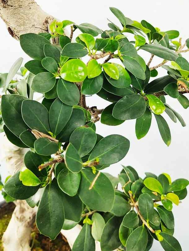 Fresh Flower Delivery in Dubai, UAE. Indoor & Outdoor Plants, Artificial Flowers, Plants & Trees, Succulent, Terrarium & Supplies, Gardening & Plantation, Moss wall, Green wall, Foliage Wall, Flowers for every occasion, Landscape Designing, Dry Flower, Coir Products, Plant Pots, Pets (Birds and Fishes) Aquarium, More..