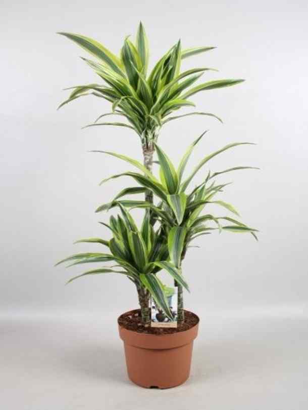 Fresh Flower Delivery in Dubai, UAE. Indoor & Outdoor Plants, Artificial Flowers, Plants & Trees, Succulent, Terrarium & Supplies, Gardening & Plantation, Moss wall, Green wall, Foliage Wall, Flowers for every occasion, Landscape Designing, Dry Flower, Coir Products, Plant Pots, Pets (Birds and Fishes) Aquarium, More..
