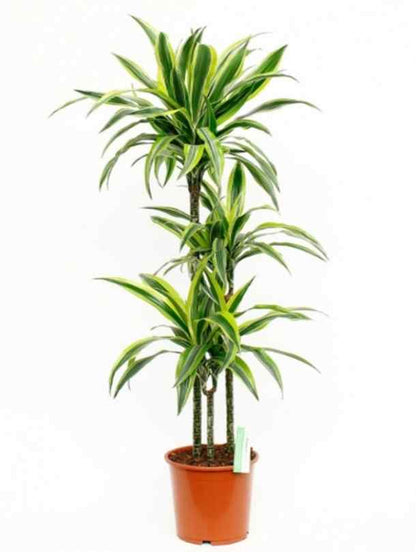 Fresh Flower Delivery in Dubai, UAE. Indoor & Outdoor Plants, Artificial Flowers, Plants & Trees, Succulent, Terrarium & Supplies, Gardening & Plantation, Moss wall, Green wall, Foliage Wall, Flowers for every occasion, Landscape Designing, Dry Flower, Coir Products, Plant Pots, Pets (Birds and Fishes) Aquarium, More..
