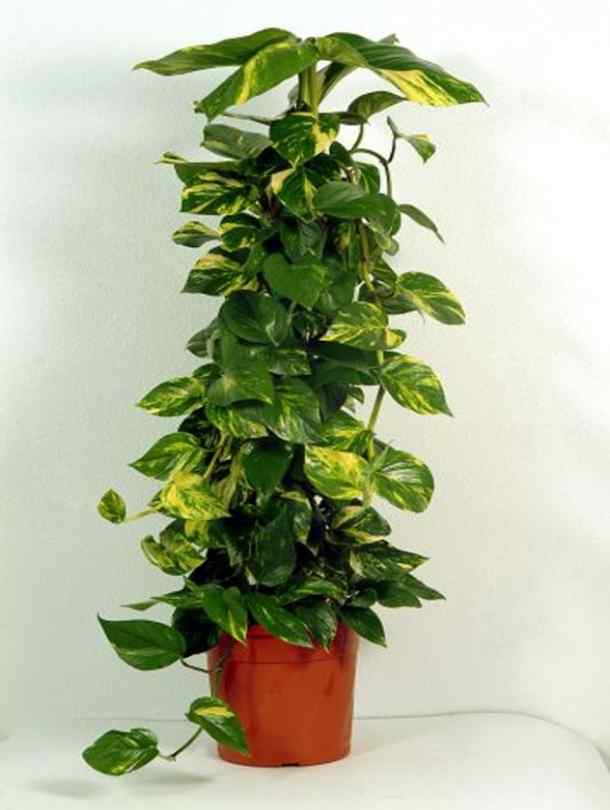 money plant dubai Money Plant - Epipremnum aureum