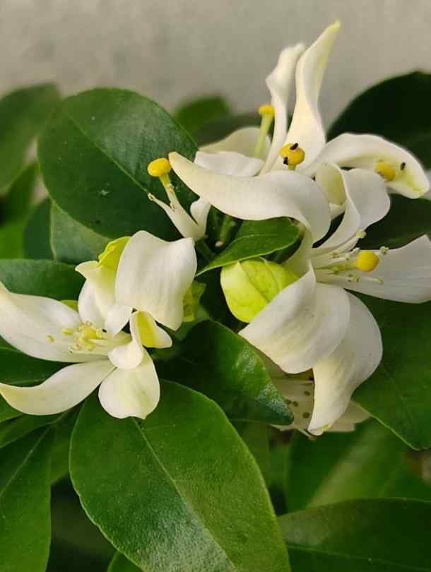 Fresh Flower Delivery in Dubai, UAE. Indoor & Outdoor Plants, Artificial Flowers, Plants & Trees, Succulent, Terrarium & Supplies, Gardening & Plantation, Moss wall, Green wall, Foliage Wall, Flowers for every occasion, Landscape Designing, Dry Flower, Coir Products, Plant Pots, Pets (Birds and Fishes) Aquarium, More..