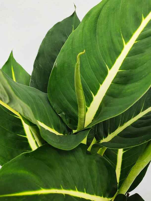 dieffenbachia green magic Dieffenbachia Green Magic