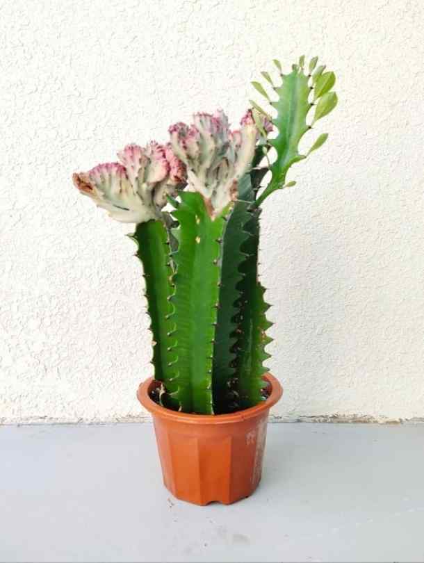 Cactus Tree4 Cactus 4 Stem - best Indoor & Outdoor Plants Delivery in Dubai, UAE #1 ...