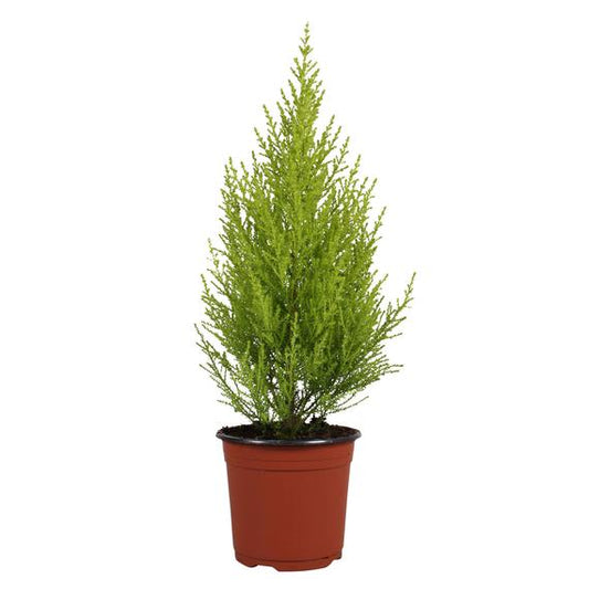 Fresh Flower Delivery in Dubai, UAE. Indoor & Outdoor Plants, Artificial Flowers, Plants & Trees, Succulent, Terrariums & Supplies, Gardening & Plantation, Moss wall, Green wall, Foliage Wall, Flowers for every occasion, Landscape Designing, Dry Flower, Coir Products, Plant Pots, Pets Aquarium, More.