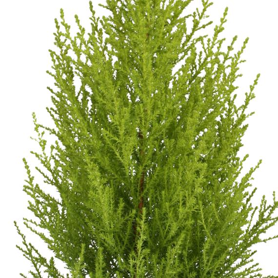 Fresh Flower Delivery in Dubai, UAE. Indoor & Outdoor Plants, Artificial Flowers, Plants & Trees, Succulent, Terrariums & Supplies, Gardening & Plantation, Moss wall, Green wall, Foliage Wall, Flowers for every occasion, Landscape Designing, Dry Flower, Coir Products, Plant Pots, Pets Aquarium, More.