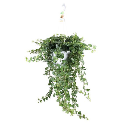Fresh Flower Delivery in Dubai, UAE. Indoor & Outdoor Plants, Artificial Flowers, Plants & Trees, Succulent, Terrariums & Supplies, Gardening & Plantation, Moss wall, Green wall, Foliage Wall, Flowers for every occasion, Landscape Designing, Dry Flower, Coir Products, Plant Pots, Pets Aquarium, More.