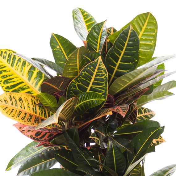Fresh Flower Delivery in Dubai, UAE. Indoor & Outdoor Plants, Artificial Flowers, Plants & Trees, Succulent, Terrariums & Supplies, Gardening & Plantation, Moss wall, Green wall, Foliage Wall, Flowers for every occasion, Landscape Designing, Dry Flower, Coir Products, Plant Pots, Pets Aquarium, More.
