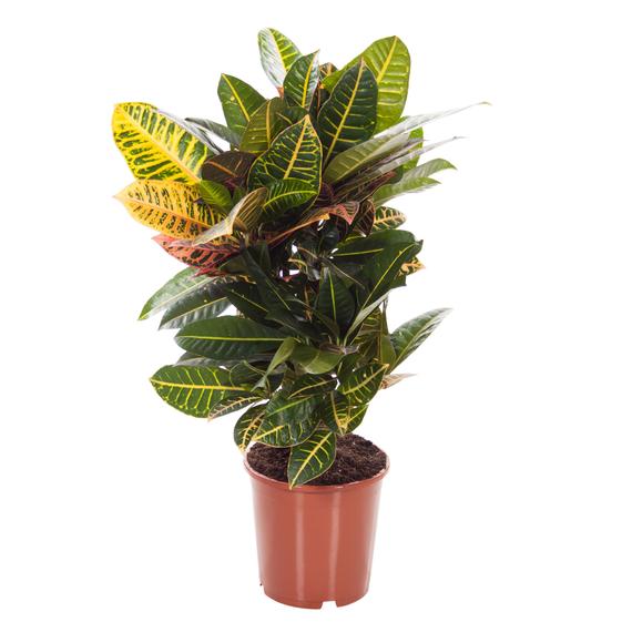 Fresh Flower Delivery in Dubai, UAE. Indoor & Outdoor Plants, Artificial Flowers, Plants & Trees, Succulent, Terrariums & Supplies, Gardening & Plantation, Moss wall, Green wall, Foliage Wall, Flowers for every occasion, Landscape Designing, Dry Flower, Coir Products, Plant Pots, Pets Aquarium, More.