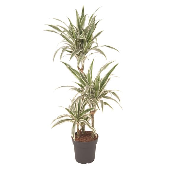 Fresh Flower Delivery in Dubai, UAE. Indoor & Outdoor Plants, Artificial Flowers, Plants & Trees, Succulent, Terrariums & Supplies, Gardening & Plantation, Moss wall, Green wall, Foliage Wall, Flowers for every occasion, Landscape Designing, Dry Flower, Coir Products, Plant Pots, Pets Aquarium, More.