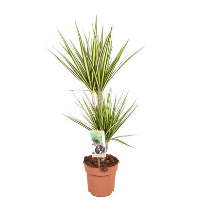 dracaena marg sunray Dragon tree Dracaena 'Sunray' green