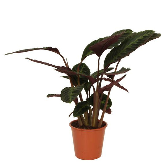  Fresh Flower Delivery in Dubai, UAE. Indoor & Outdoor Plants, Artificial Flowers, Plants & Trees, Succulent, Terrariums & Supplies, Gardening & Plantation, Moss wall, Green wall, Foliage Wall, Flowers for every occasion, Landscape Designing, Dry Flower, Coir Products, Plant Pots, Pets Aquarium, More.