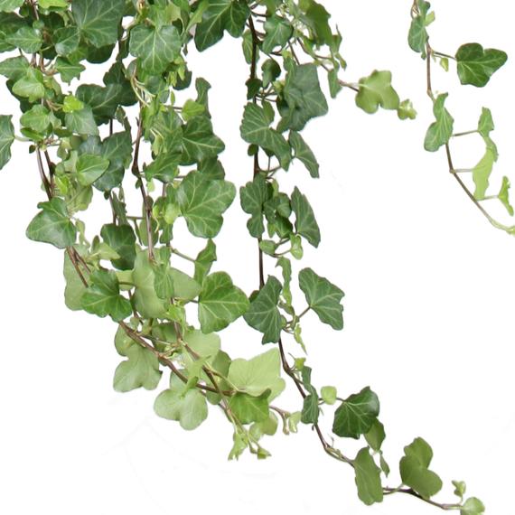 Fresh Flower Delivery in Dubai, UAE. Indoor & Outdoor Plants, Artificial Flowers, Plants & Trees, Succulent, Terrariums & Supplies, Gardening & Plantation, Moss wall, Green wall, Foliage Wall, Flowers for every occasion, Landscape Designing, Dry Flower, Coir Products, Plant Pots, Pets Aquarium, More.