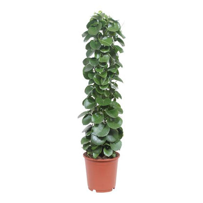 Fresh Flower Delivery in Dubai, UAE. Indoor & Outdoor Plants, Artificial Flowers, Plants & Trees, Succulent, Terrariums & Supplies, Gardening & Plantation, Moss wall, Green wall, Foliage Wall, Flowers for every occasion, Landscape Designing, Dry Flower, Coir Products, Plant Pots, Pets Aquarium, More.
