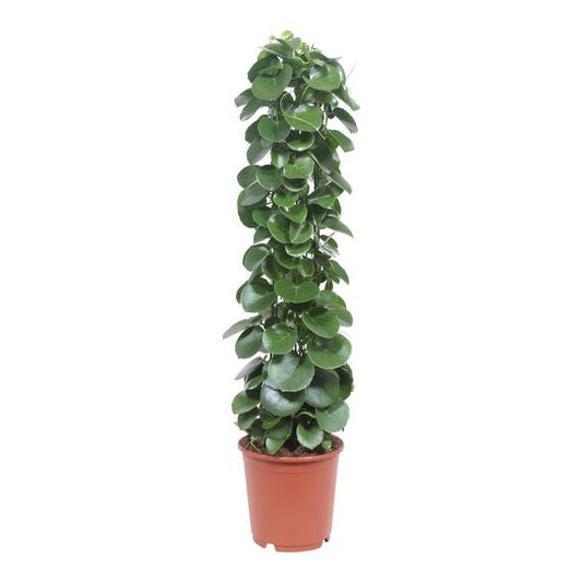 Fresh Flower Delivery in Dubai, UAE. Indoor & Outdoor Plants, Artificial Flowers, Plants & Trees, Succulent, Terrariums & Supplies, Gardening & Plantation, Moss wall, Green wall, Foliage Wall, Flowers for every occasion, Landscape Designing, Dry Flower, Coir Products, Plant Pots, Pets Aquarium, More.