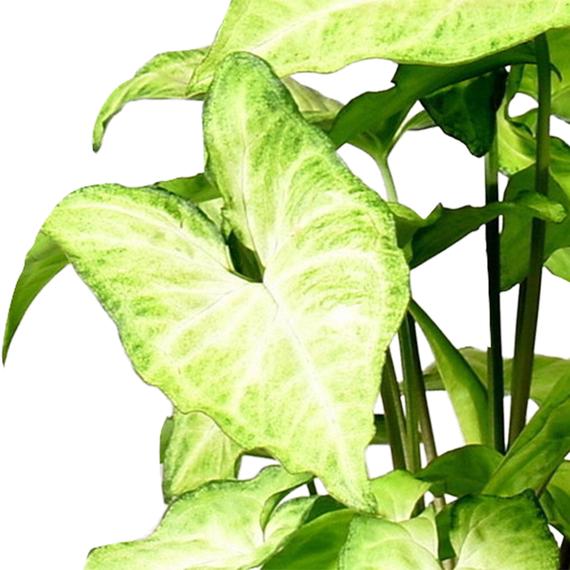 Fresh Flower Delivery in Dubai, UAE. Indoor & Outdoor Plants, Artificial Flowers, Plants & Trees, Succulent, Terrariums & Supplies, Gardening & Plantation, Moss wall, Green wall, Foliage Wall, Flowers for every occasion, Landscape Designing, Dry Flower, Coir Products, Plant Pots, Pets Aquarium, More.