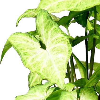 Fresh Flower Delivery in Dubai, UAE. Indoor & Outdoor Plants, Artificial Flowers, Plants & Trees, Succulent, Terrariums & Supplies, Gardening & Plantation, Moss wall, Green wall, Foliage Wall, Flowers for every occasion, Landscape Designing, Dry Flower, Coir Products, Plant Pots, Pets Aquarium, More.