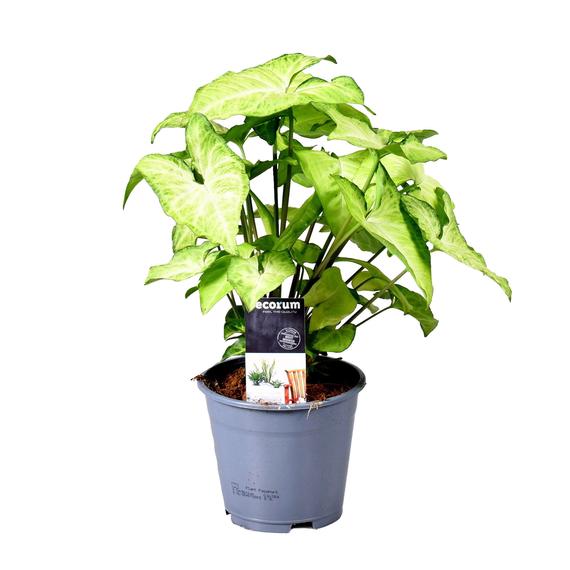 Fresh Flower Delivery in Dubai, UAE. Indoor & Outdoor Plants, Artificial Flowers, Plants & Trees, Succulent, Terrariums & Supplies, Gardening & Plantation, Moss wall, Green wall, Foliage Wall, Flowers for every occasion, Landscape Designing, Dry Flower, Coir Products, Plant Pots, Pets Aquarium, More.