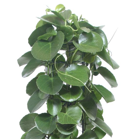 Fresh Flower Delivery in Dubai, UAE. Indoor & Outdoor Plants, Artificial Flowers, Plants & Trees, Succulent, Terrariums & Supplies, Gardening & Plantation, Moss wall, Green wall, Foliage Wall, Flowers for every occasion, Landscape Designing, Dry Flower, Coir Products, Plant Pots, Pets Aquarium, More.