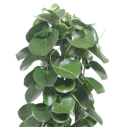 Fresh Flower Delivery in Dubai, UAE. Indoor & Outdoor Plants, Artificial Flowers, Plants & Trees, Succulent, Terrariums & Supplies, Gardening & Plantation, Moss wall, Green wall, Foliage Wall, Flowers for every occasion, Landscape Designing, Dry Flower, Coir Products, Plant Pots, Pets Aquarium, More.