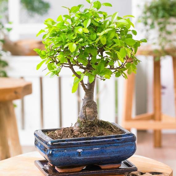 Fresh Flower Delivery in Dubai, UAE. Indoor & Outdoor Plants, Artificial Flowers, Plants & Trees, Succulent, Terrariums & Supplies, Gardening & Plantation, Moss wall, Green wall, Foliage Wall, Flowers for every occasion, Landscape Designing, Dry Flower, Coir Products, Plant Pots, Pets Aquarium, More.