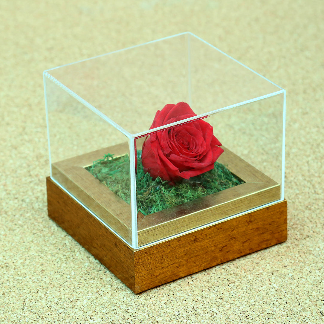 Valentine's day flowers Dubai, UAE Romantic Infinity Single Red Rose