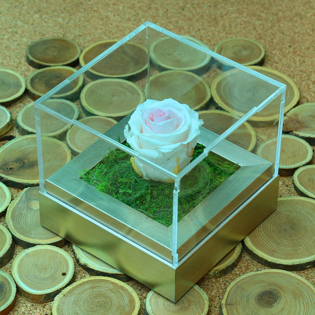 Single white Premium Forever Rose | valentine's day flowers delivery ...