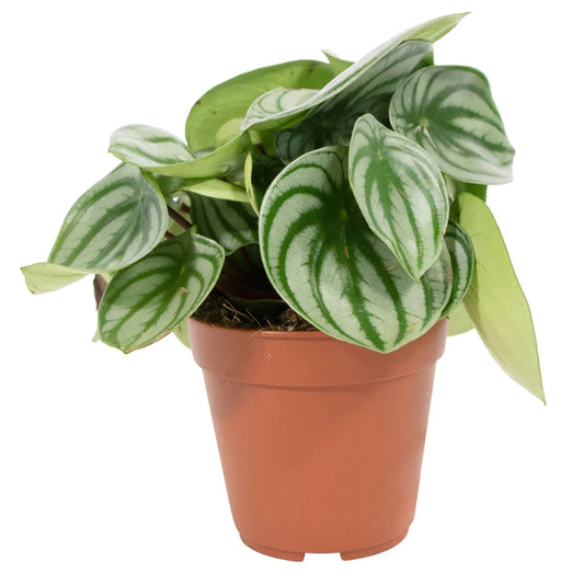 Fresh Flower Delivery in Dubai, UAE. Indoor & Outdoor Plants, Artificial Flowers, Plants & Trees, Succulent, Terrariums & Supplies, Gardening & Plantation, Moss wall, Green wall, Foliage Wall, Flowers for every occasion, Landscape Designing, Dry Flower, Coir Products, Plant Pots, Pets (Birds and Fishes) Aquarium, More.